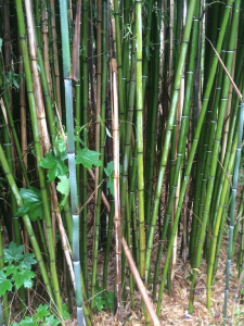 Invasive Plant Control Bamboo