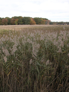 Invasive Plant Control Phragmites