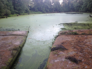 Algae